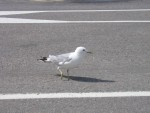 20050815232921895.jpg